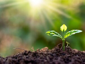 Talaj tápanyag utánpótlás